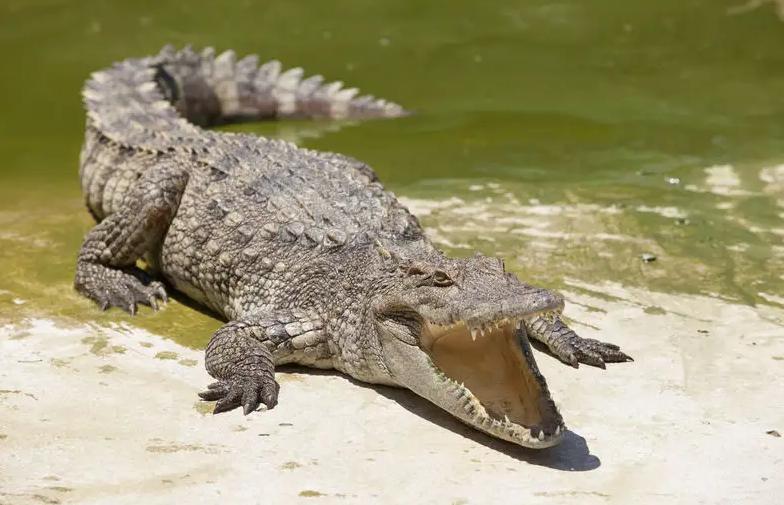 200斤鳄鱼被淹死，鳄鱼因胆小躲在水中溺亡？为何会溺死在水里？