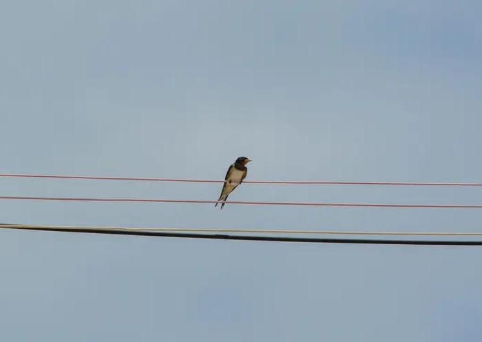 小鸟为什么可以站在高压电线上，它是绝缘体？（没构成回路）
