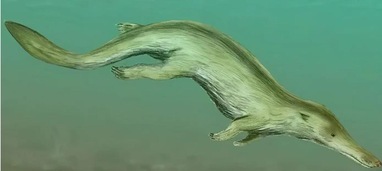 3个快速进化阶段，鲸鱼祖先就从小狗模样进化成海洋巨兽？