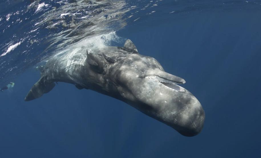 3个快速进化阶段，鲸鱼祖先就从小狗模样进化成海洋巨兽？