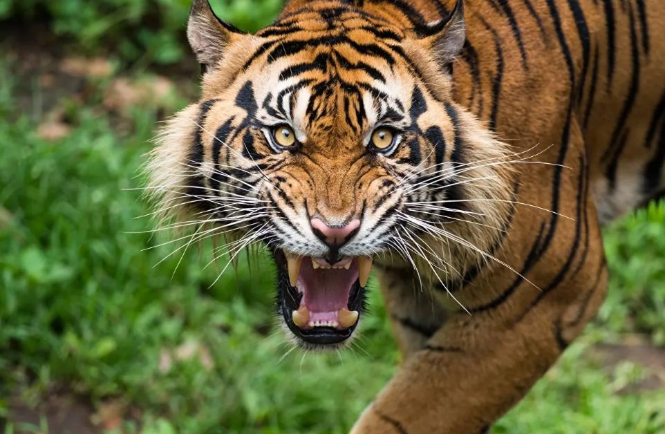 老虎的吼叫能麻痹动物，为什么在捕猎过程中不当“定身术”用吗？