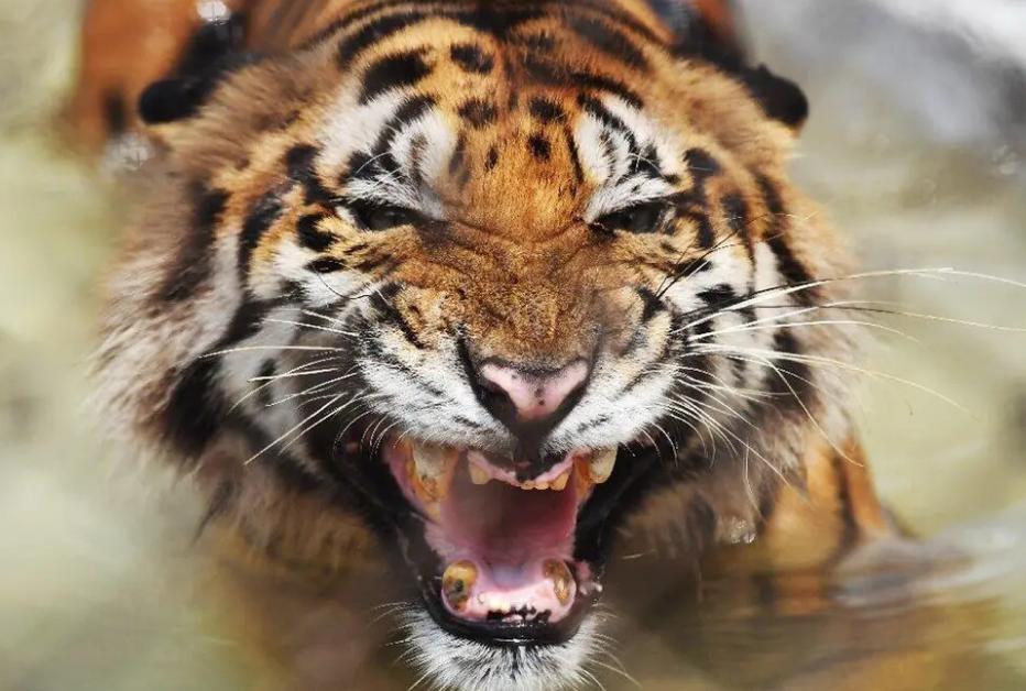 老虎的吼叫能麻痹动物，为什么在捕猎过程中不当“定身术”用吗？
