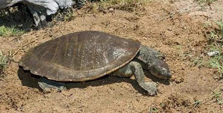 可以用屁股呼吸的乌龟，在宣布野外消失25年后，现在重新被发现