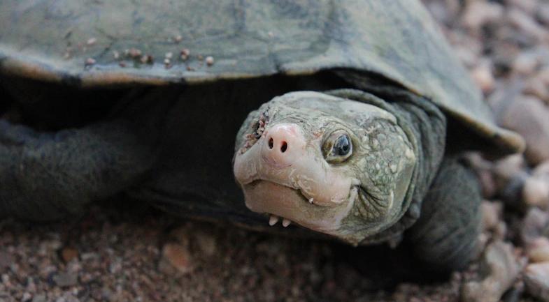 可以用屁股呼吸的乌龟，在宣布野外消失25年后，现在重新被发现