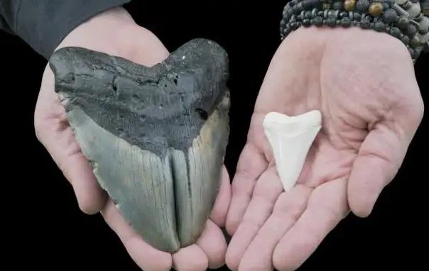 巨齿鲨可以生啃铁皮船？化石研究发现，吃鱼都能把牙齿弄裂开