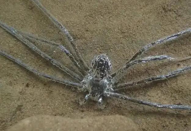 热带蜘蛛没有进化出鳃，在水下却能呆30分钟，它们是如何做到的？