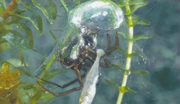 热带蜘蛛没有进化出鳃，在水下却能呆30分钟，它们是如何做到的？