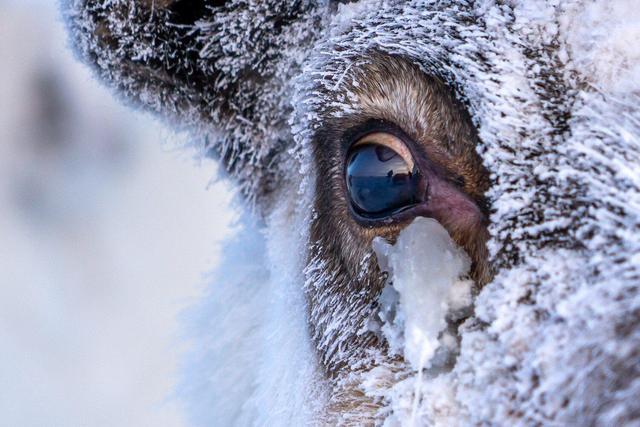 生活在北极的驯鹿，到底有什么本领能生活在冰天雪地中？