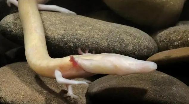 一只完全静止了7年的蝾螈，遗传适应能力特别的强
