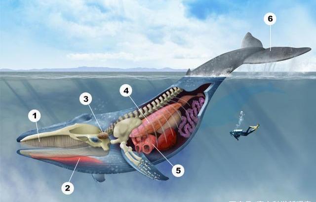 为什么从海洋出来的鱼进化了肺部，海里的哺乳动物鲸鱼却没有？