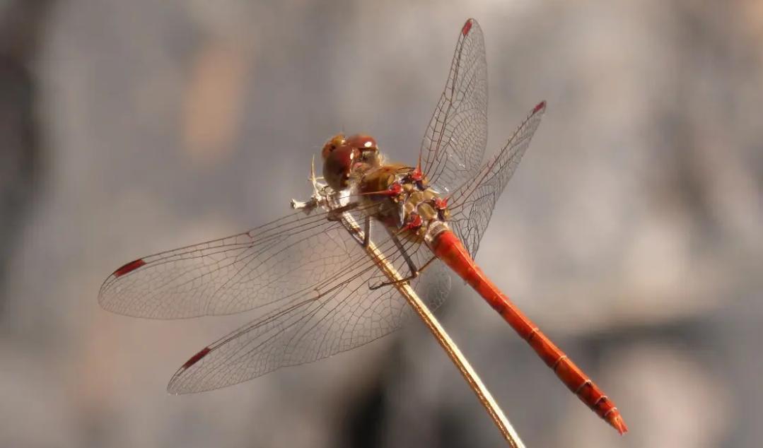 新研究发现，蜻蜓有着高超的飞行姿态矫正技巧！（飞行大师）