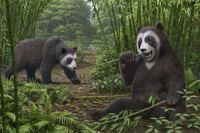 为什么手指头的进化让人类和大熊猫走到了两个方面？（生物构造）
