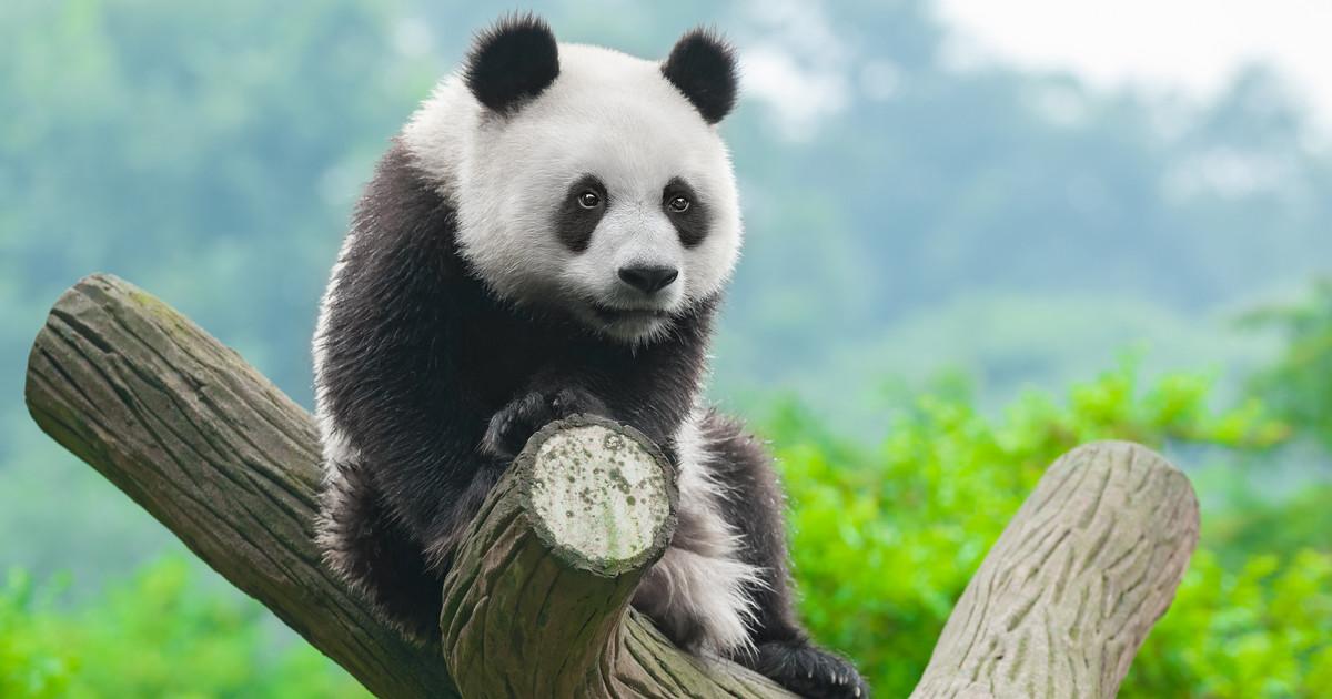 中国独有的大熊猫他的祖先竟然在西班牙（生物演化）