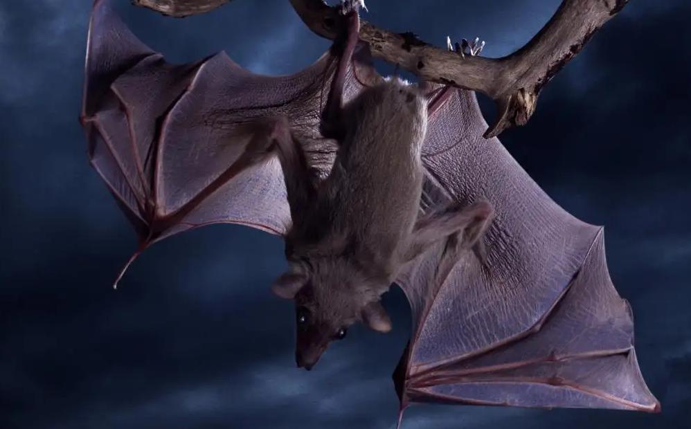 蝙蝠随身携带4100多种超级病毒，为什么不让它灭绝 ？