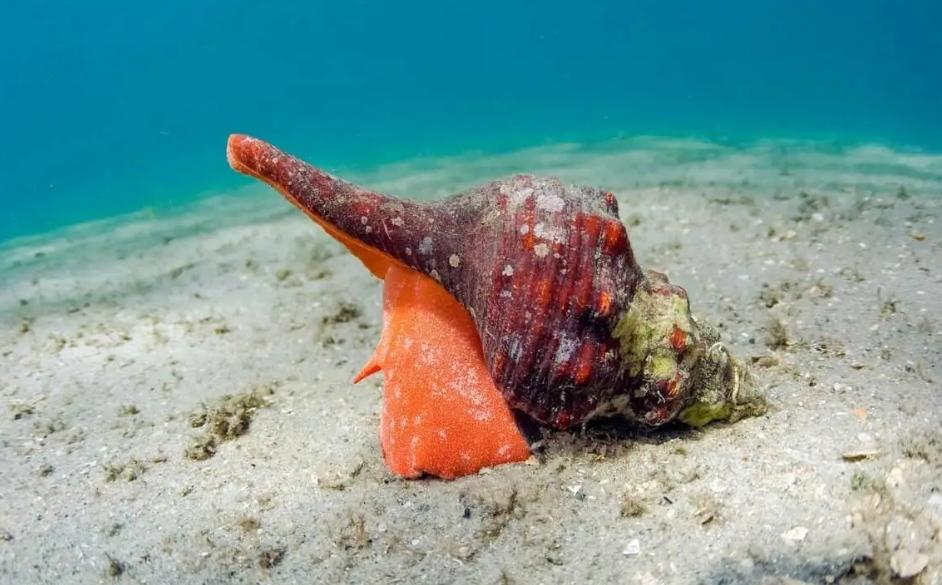 巨型海螺一年生下28000个后代，却濒临灭绝，剩下67只