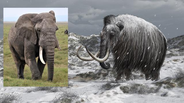 非洲象和亚洲象都是大象的一种，二者之间究竟有啥区别？