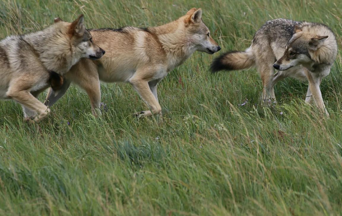 狼群都是家庭族群，其中低级狼没有交配权，要如何繁殖后代？