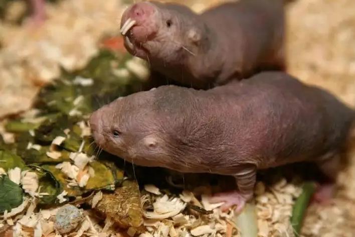 裸鼹鼠虽巨丑，但是寿命是同类的10倍，研究员感兴趣的生物