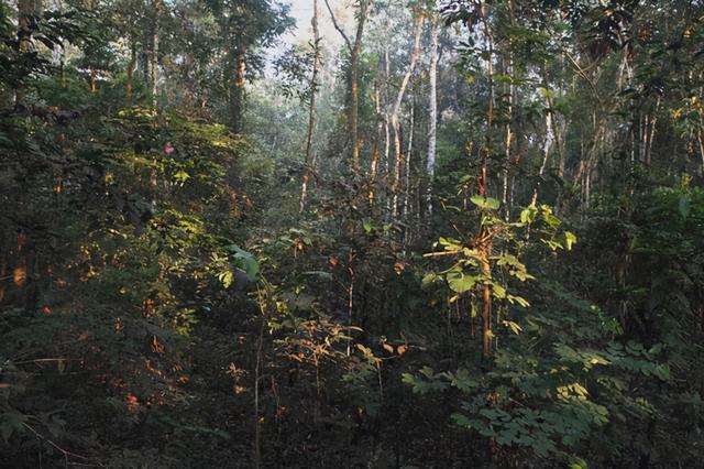 亚马逊热带雨林：地球上的最后一片净土（动植物王国）