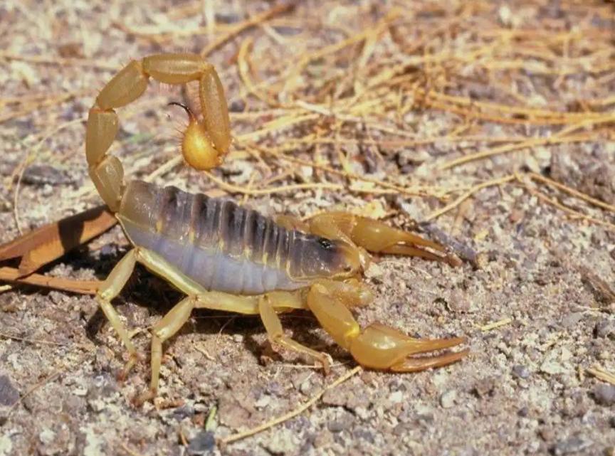 越小的蝎子为什么毒性越强？ 大蝎子为什么毒性小？（越小越毒）