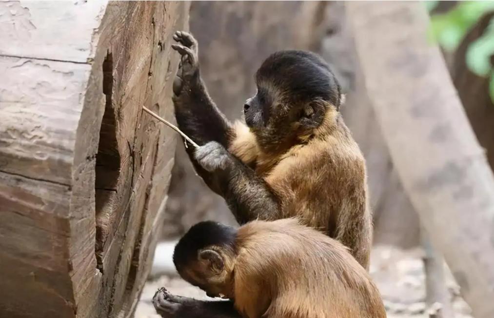 部分猴子出现人类行为，国字脸猴与人撞脸，进入第二文明？