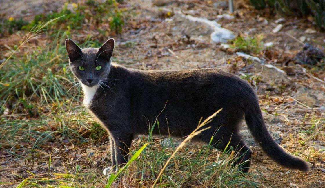 澳洲野猫泛滥，如果不人为干涉，能进化成老虎一样的猛兽吗？