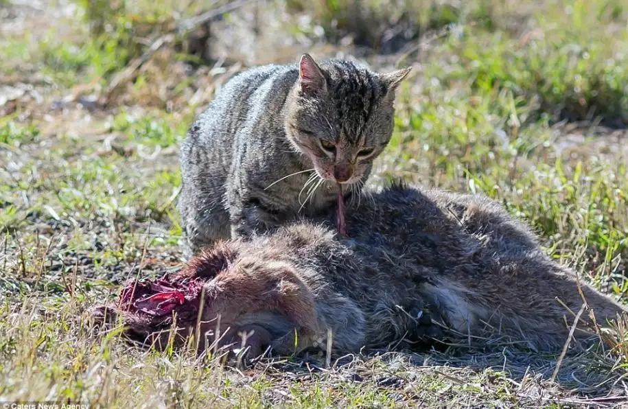 澳洲野猫泛滥，如果不人为干涉，能进化成老虎一样的猛兽吗？