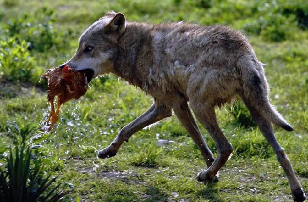 “狼狈为奸”中的狈，究竟是什么生物，是真实存在的吗？