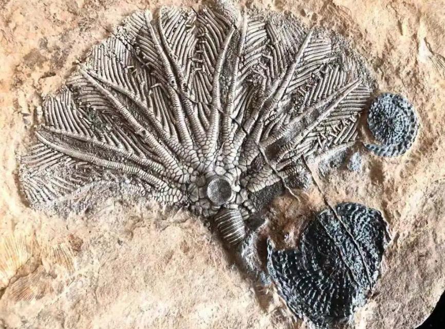 2.5亿年前“芯片”化石出土？人类或非首个地球文明？