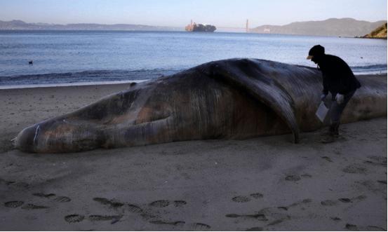灰鲸集体死亡，9天内在美国海岸发现4具尸体（科普揭秘）