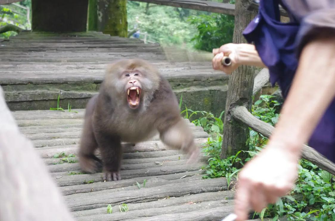 峨眉山“人猴大战”持续发生，猴王被击毙，猴子为什么攻击游客？
