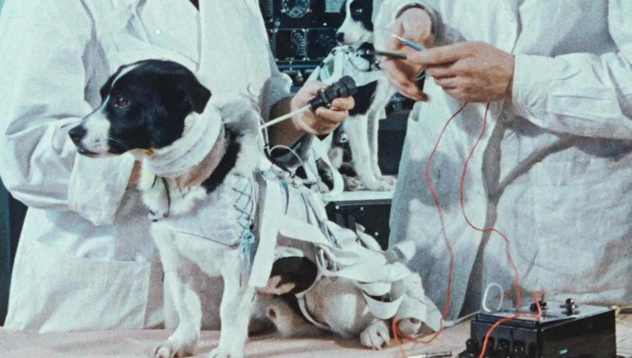 第一只进入太空的狗，为什么人类要毒死它？有什么隐情？