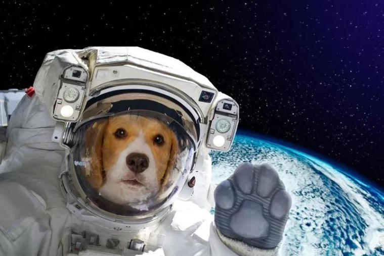 第一只进入太空的狗，为什么人类要毒死它？有什么隐情？