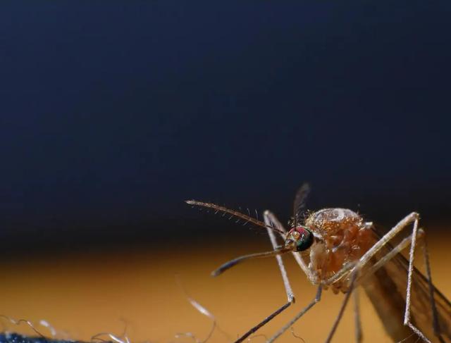 美国投放数十亿蚊子，到底要干嘛（改变基因结构）