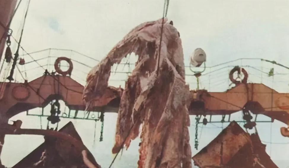 日本渔船抓到一耳光神秘生物，体型巨大形似恐龙，真实身份成迷？