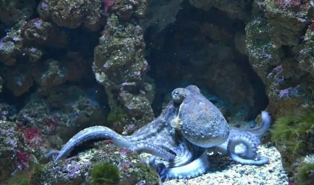 章鱼拥有九个大脑，为何发展不出文明（不能积累）
