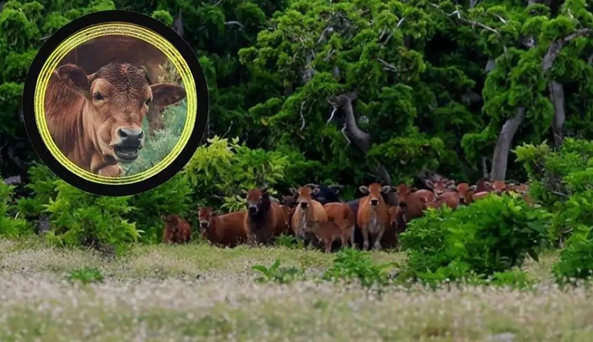 在西沙东岛上发现规模达400头的野牛群，它们从何而来？