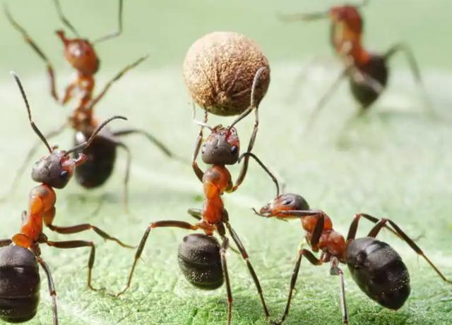 对于小小的蚂蚁，你有多少了解（生命智慧）