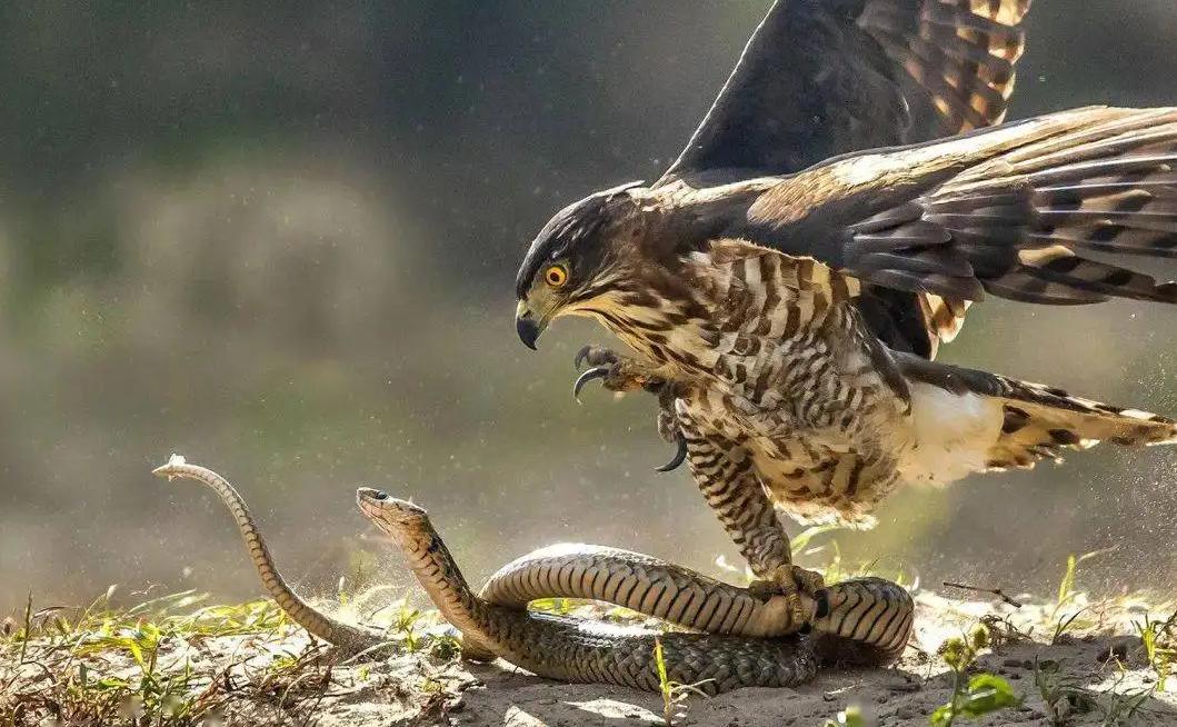 老鹰还能免疫蛇毒？不分种类抓到就吃，毒蛇拿老鹰没办法吗？