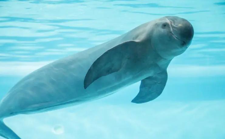 全球仅剩10头的小头鼠海豚，新研究称它们不会消失 （人类破坏）
