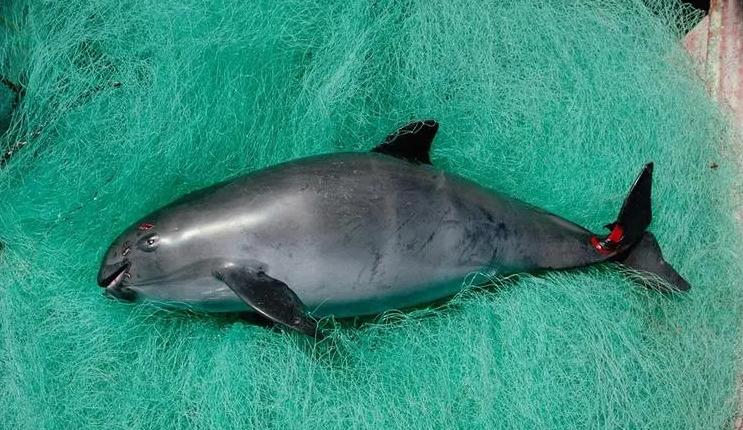 全球仅剩10头的小头鼠海豚，新研究称它们不会消失 （人类破坏）