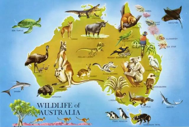 为什么澳大利亚的野马这么多，却不出口到需要的国家？