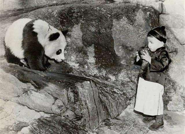 我们的国宝大熊猫，之前究竟遭受了怎样的虐待？（国宝的历史）