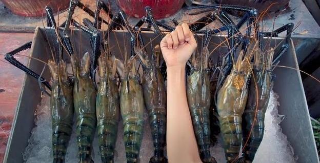 美国又成为入侵物种的天堂：为何亚洲虎虾也能泛滥成灾？