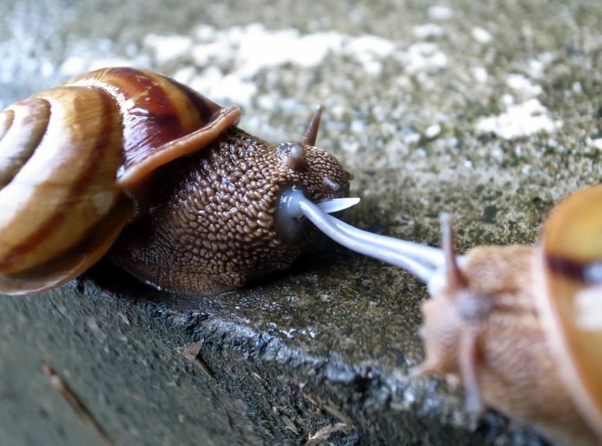蜗牛恋爱繁殖时，为什么要发射飞镖故意刺伤伴侣？（雌雄同体）