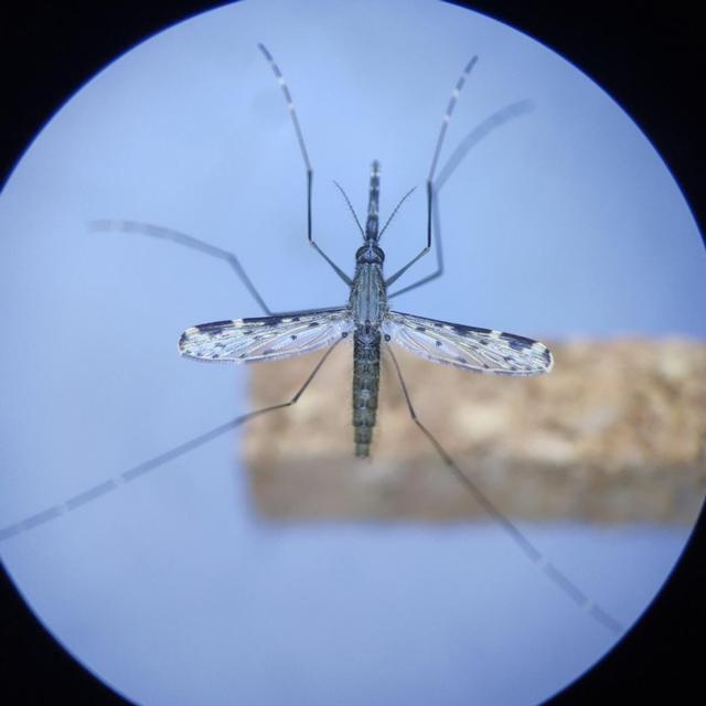 蚊子在咬我们的时候拍死：嘴巴会扎在身体里吗？（动物器官功能）