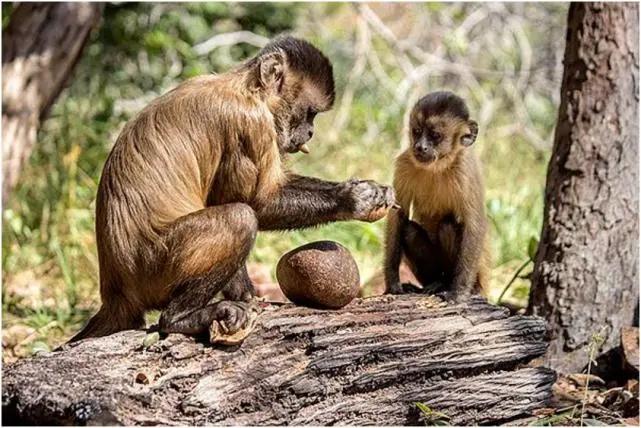 巴拿马猴进入石器时代，是否会威胁到人类（科普揭秘）