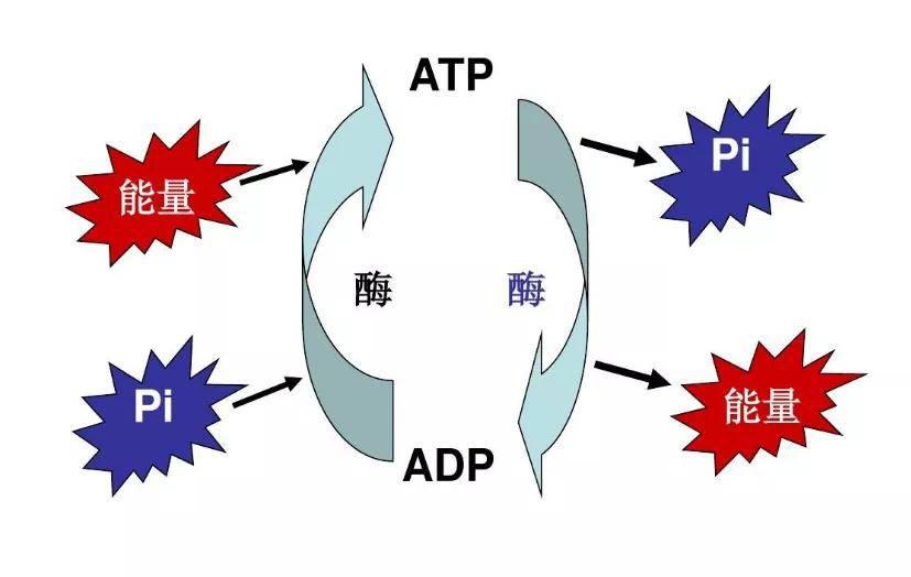 冬眠的蛇会被老鼠肆意横行，那为什么还要冬眠呢？（动物科普）