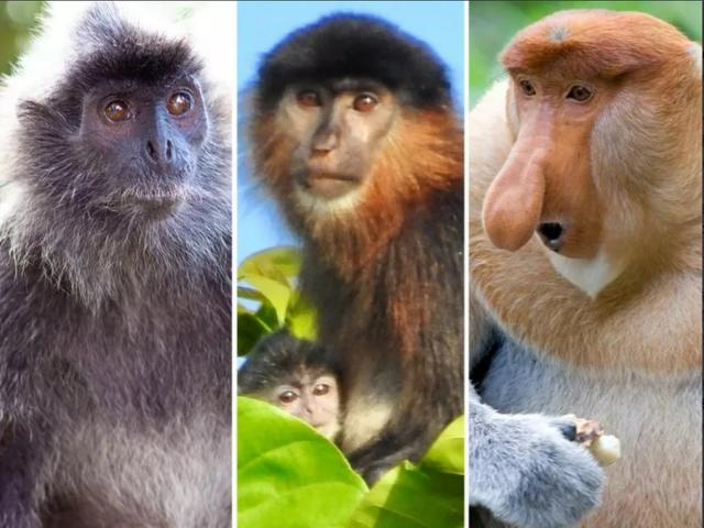 混血猴子是怎么诞生的？婆罗洲出现新型猴子！（动物实验）