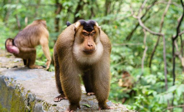 混血猴子是怎么诞生的？婆罗洲出现新型猴子！（动物实验）
